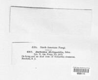 Gibberidea heliopsidis image